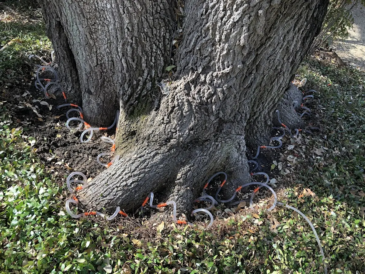 Detailed Tree Cabling and Bracing job site in Mount Gilead